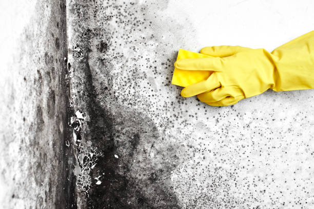 Best Black Mold Removal  in Malden, MO