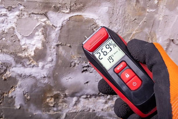 Best Mold Removal and Inspection  in Malden, MO