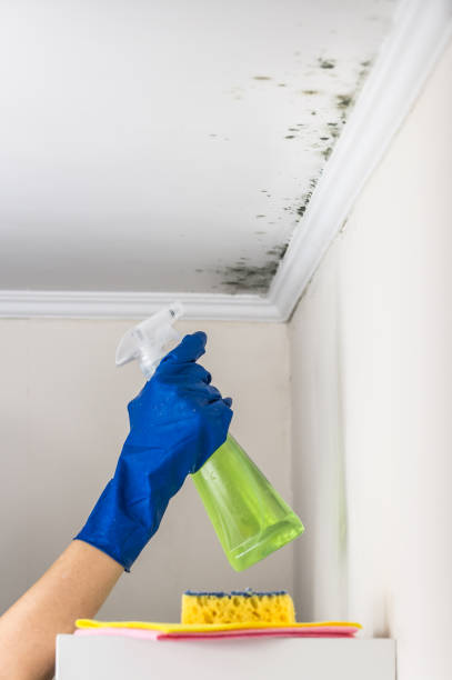 Best Certified Mold Removal  in Malden, MO