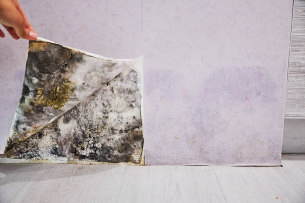 Mold Removal and Inspection in Malden, MO
